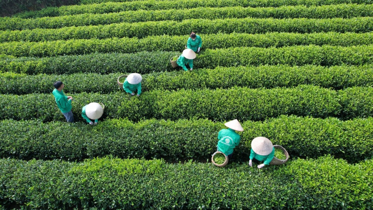 Không ngừng củng cố hội viên, thúc đẩy nông nghiệp hữu cơ tại Thái Nguyên