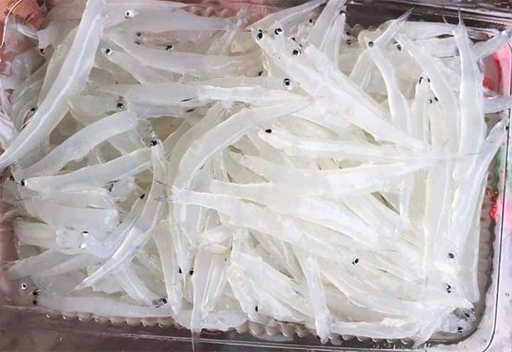 Việt Nam có loại cá đại bổ, được ví là "sâm nước", thịt ngọt như mì chính lại không xương