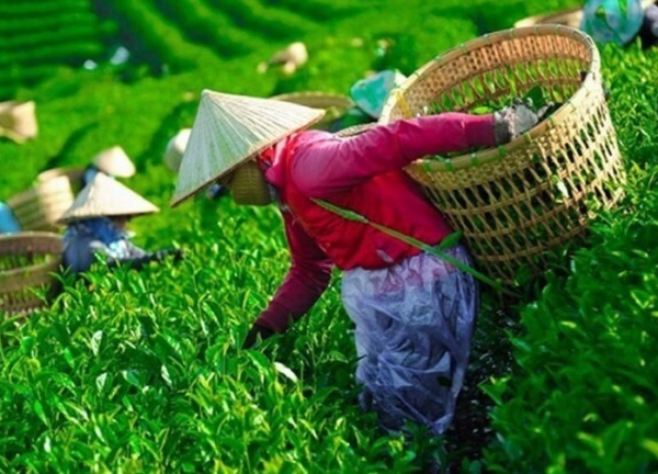 Khẩn trương 'mở lối' cho gần 500 container chè Việt Nam bị ùn ứ tại Pakistan