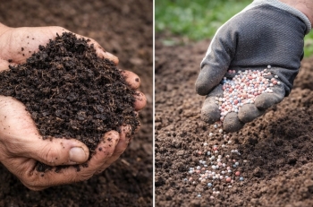 Chất kích thích sinh học và phân bón: Khác biệt ở đâu và tác động thế nào đến sự phát triển cây trồng?