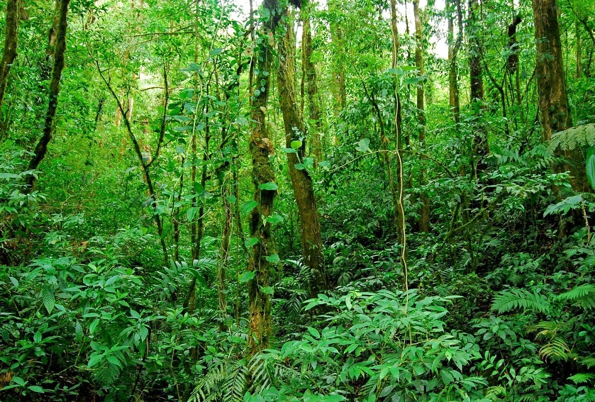 Mối quan hệ giữa tài nguyên thiên nhiên và sự phát triển kinh tế