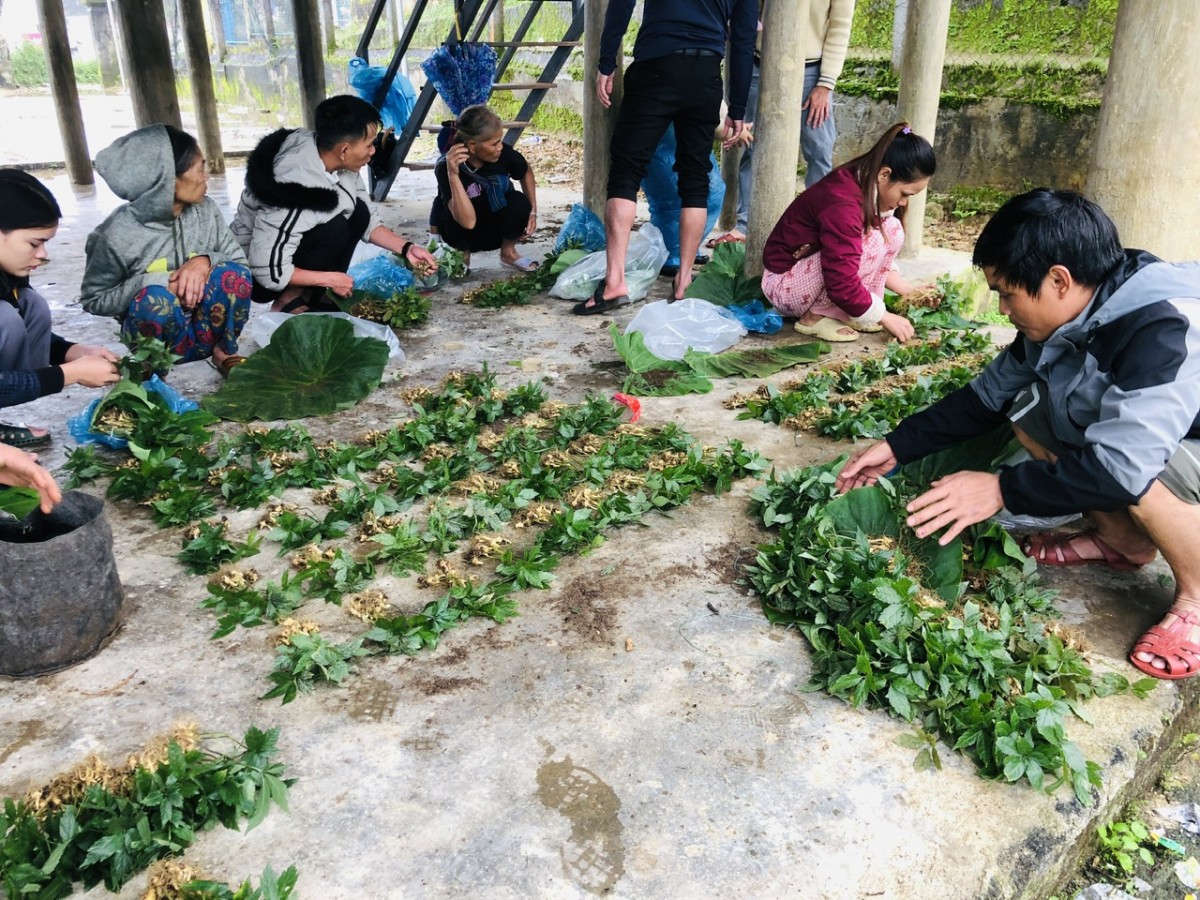 Cây sâm Ngọc Linh giống được phân loại, bàn giao cho người dân Nam Trà My nhằm phát triển sinh kế bền vững vùng miền núi.