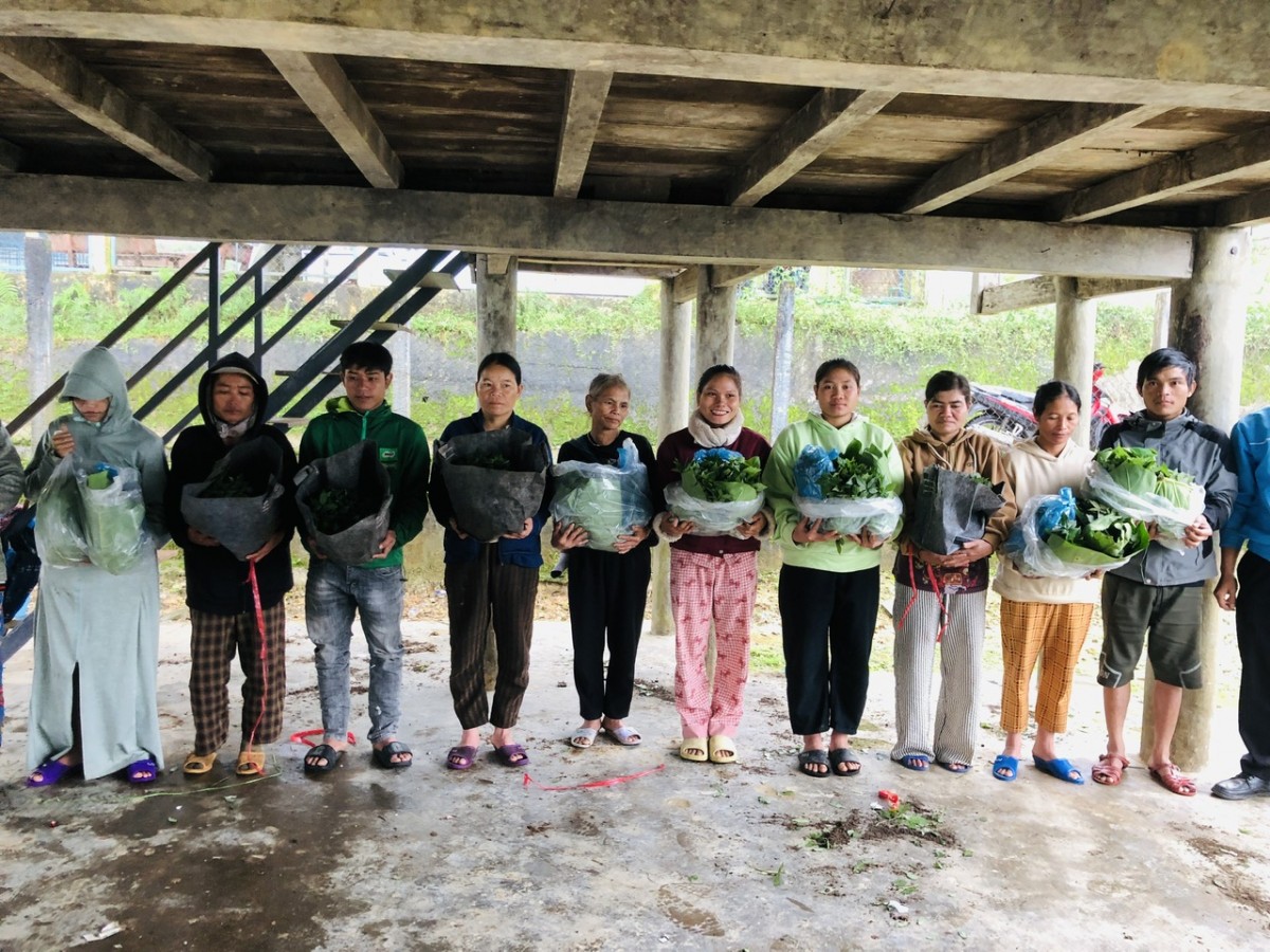 Các hộ dân xã Nam Trà My (TP Đà Nẵng) nhận cây sâm Ngọc Linh giống trong chương trình hỗ trợ phát triển kinh tế vùng đồng bào dân tộc thiểu số và miền núi.