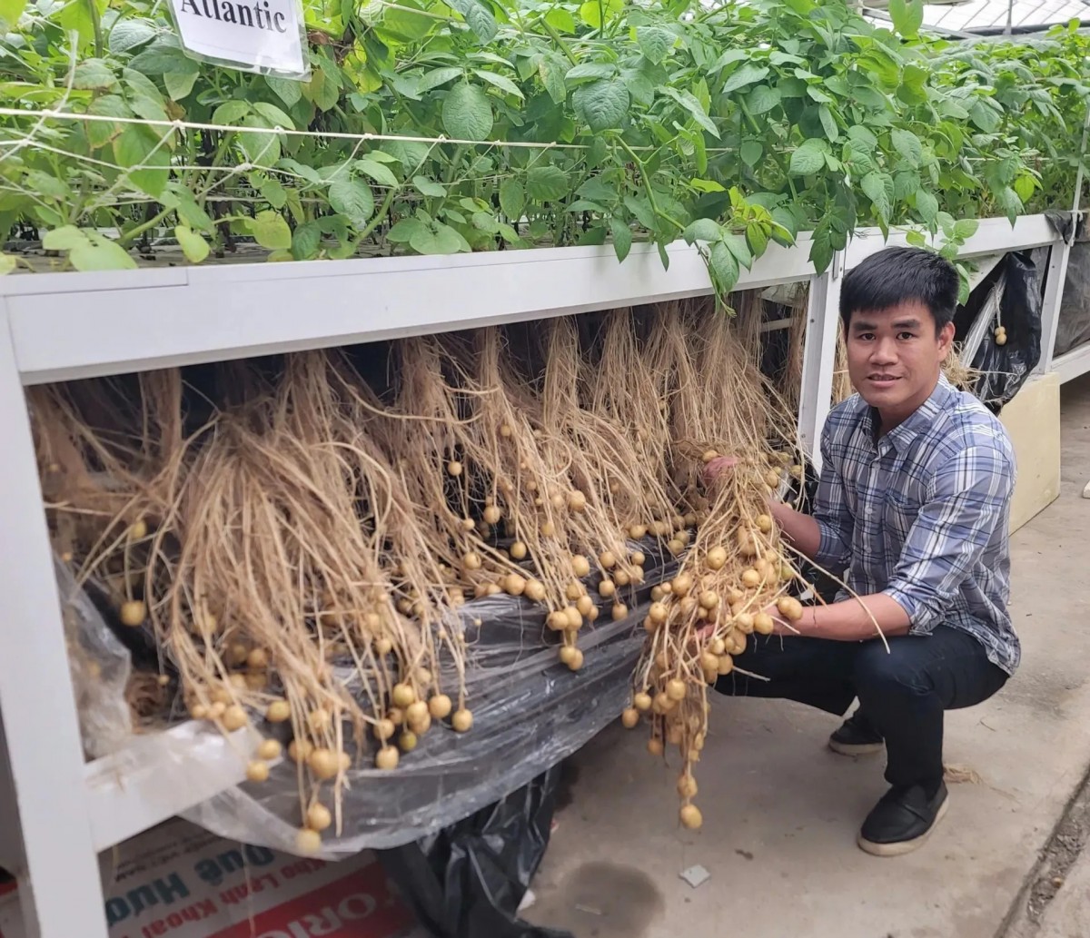 Canh tác không đất trong nghiên cứu giống khoai tây