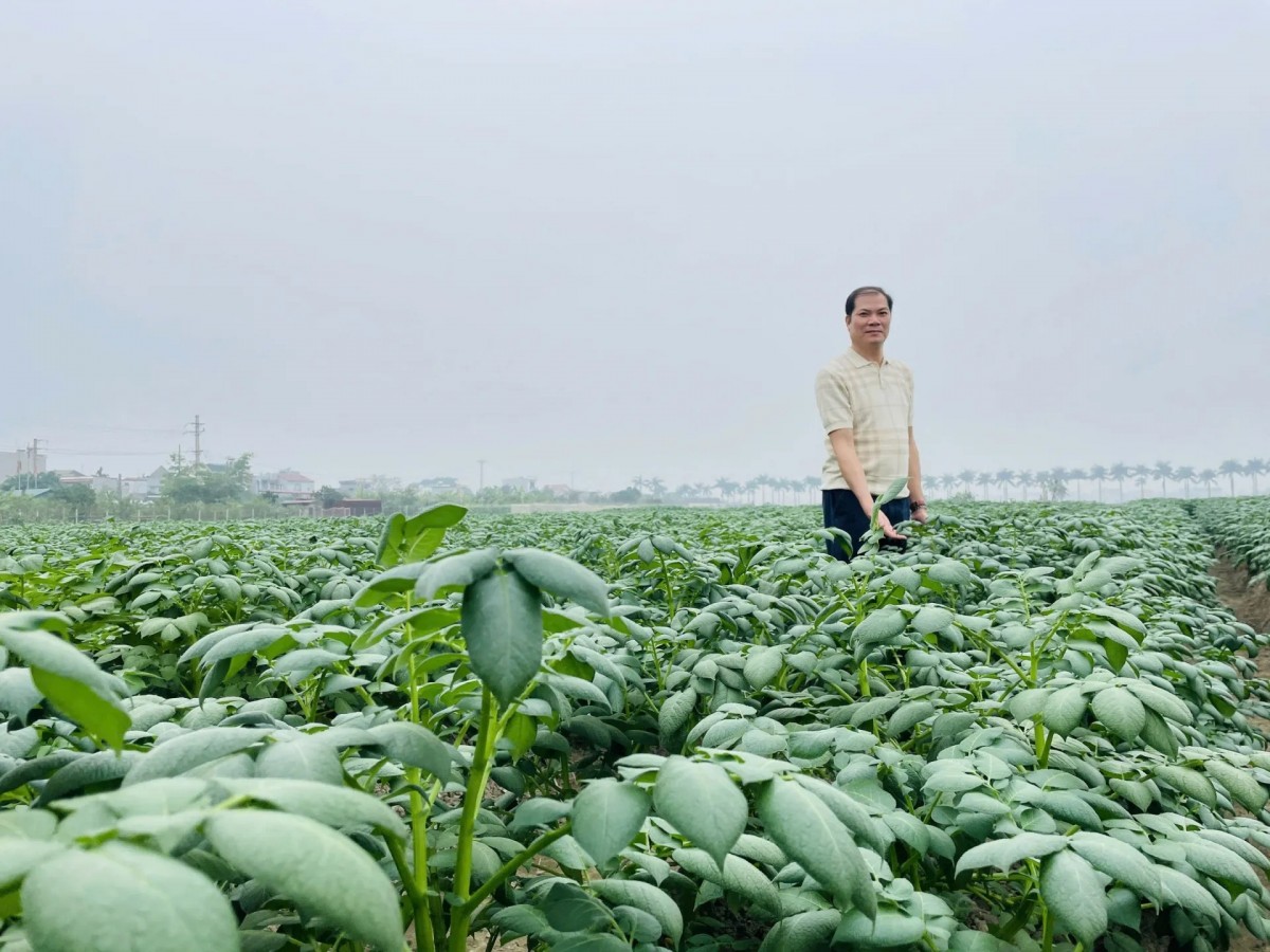 Canh tác không đất trong nghiên cứu giống khoai tây