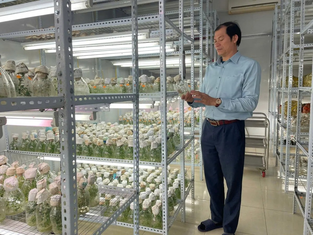 Canh tác không đất trong nghiên cứu giống khoai tây