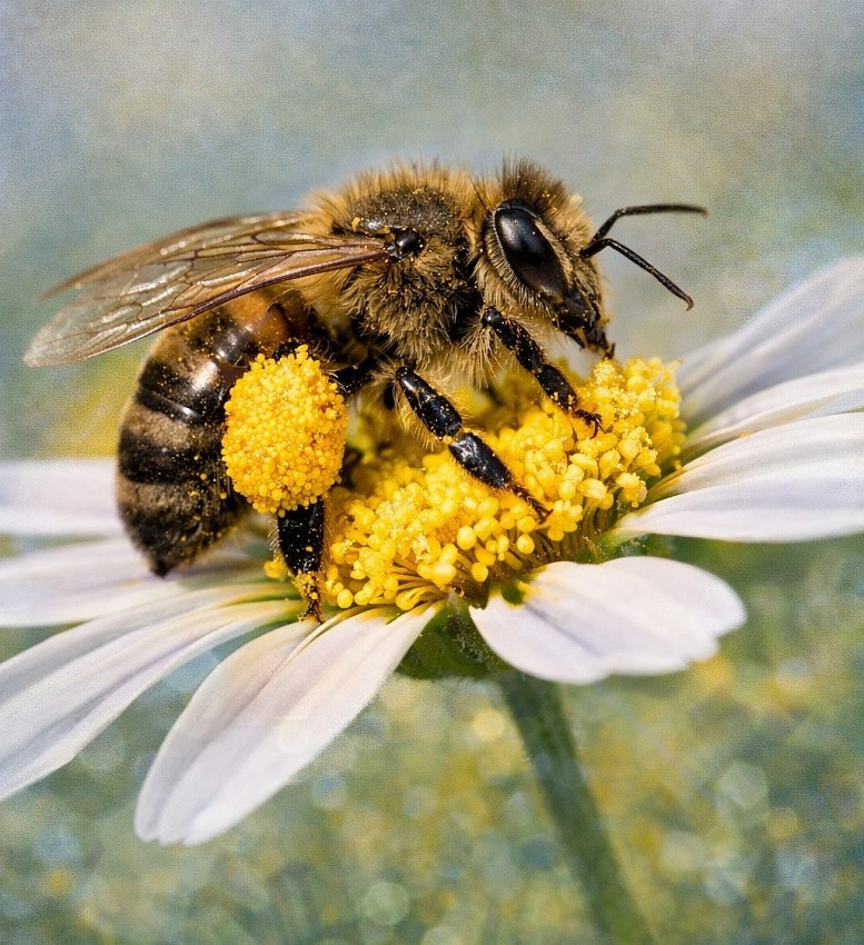 Các nhà khoa học tìm cách biến đổi nước dãi của ong và tinh dầu hoa thành keo - Cổng thông tin điện tử Cục Thông tin, Thống kê