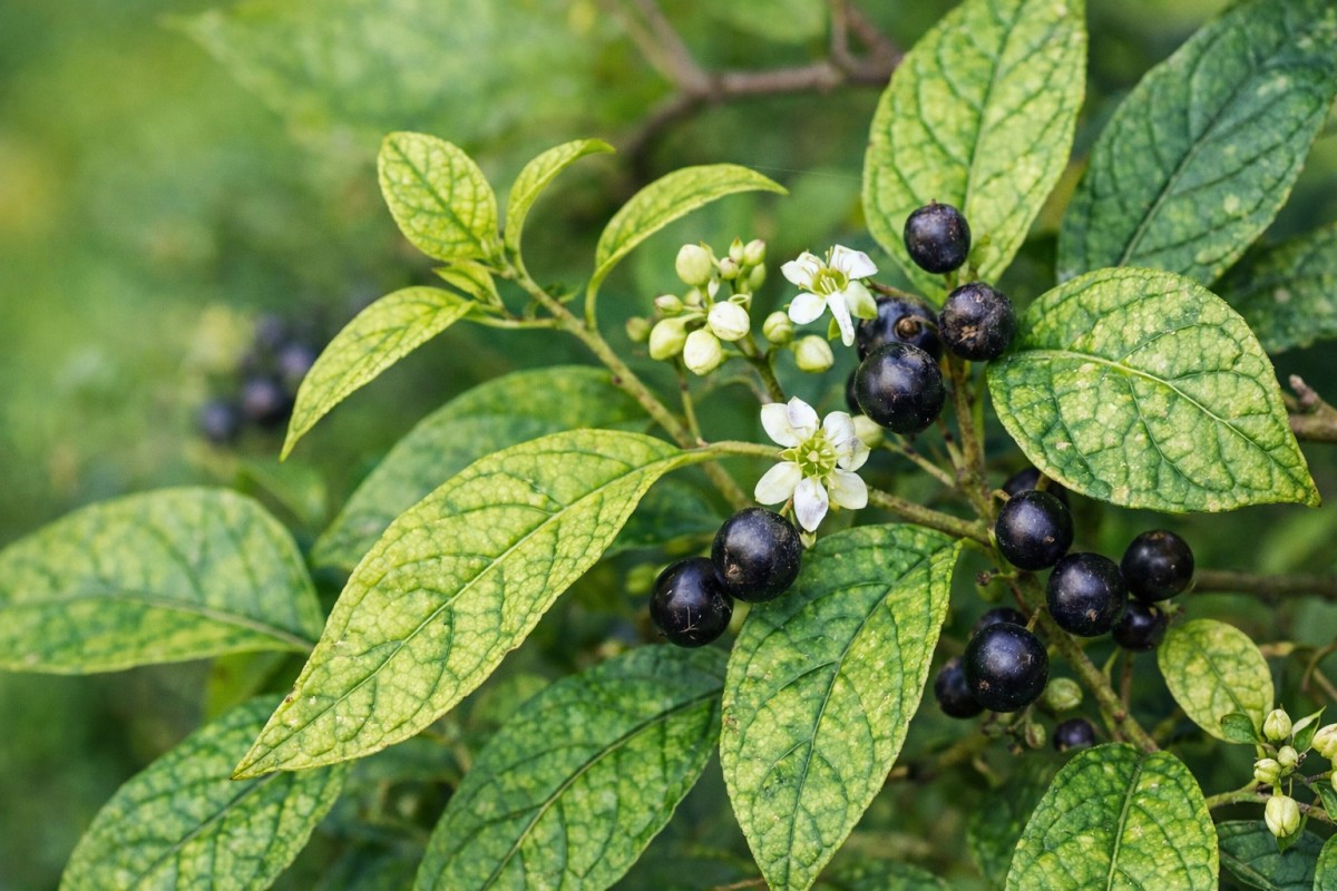 Xạ đen có thật sự “quý” như lời truyền miệng?