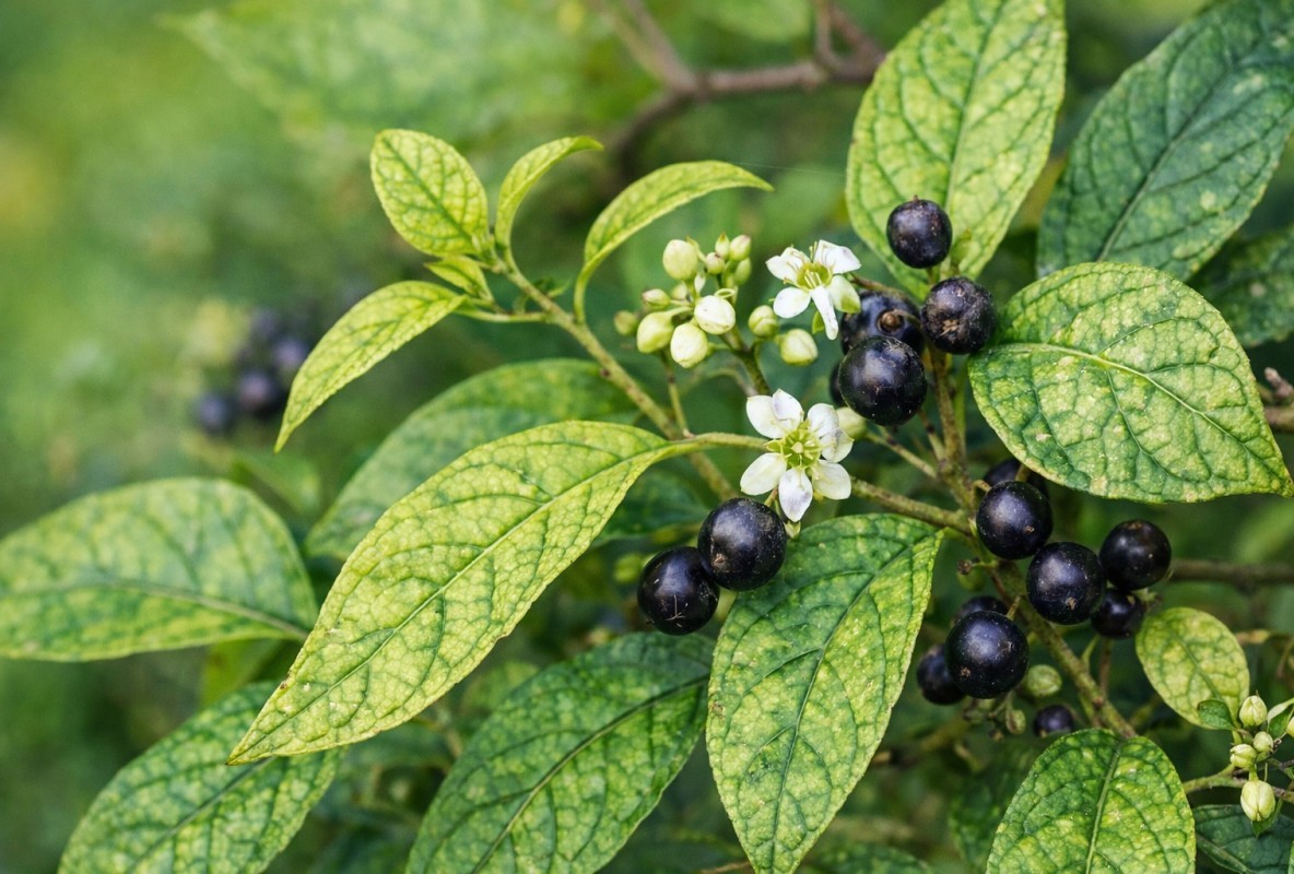 Xạ đen có thật sự “quý” như lời truyền miệng?