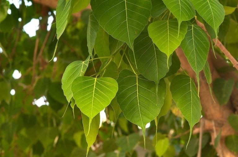 Cây bồ đề không chỉ là biểu tượng tâm linh mà còn là vị thuốc quý