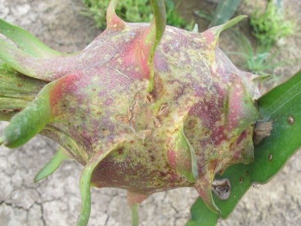 Giải pháp BIO-FTN: giảm bệnh nâu, nâng sức đề kháng cho thanh long