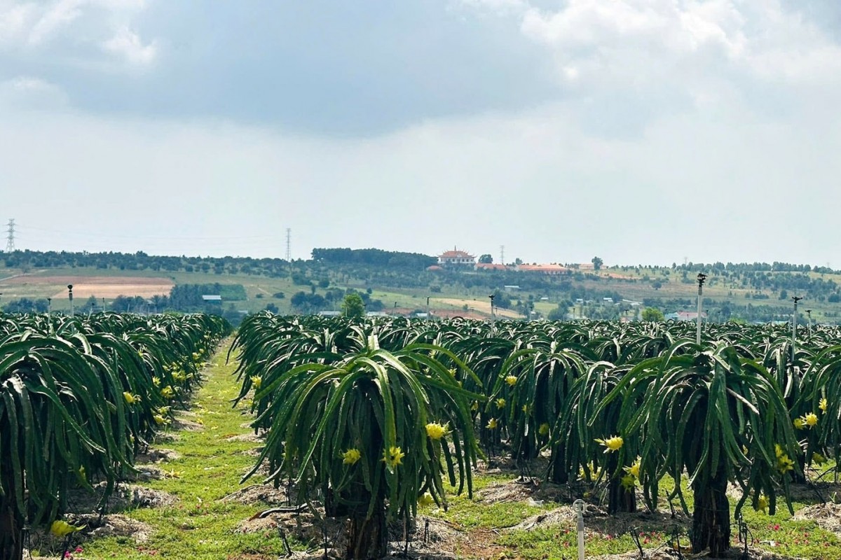 Chế biến cành thanh long thành phân hữu cơ