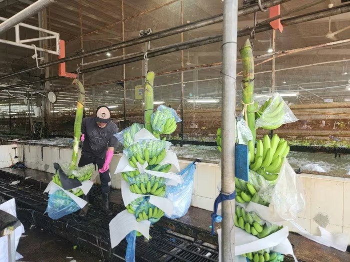 Phát triển nông nghiệp theo hướng sinh thái, hữu cơ, ứng dụng công nghệ cao