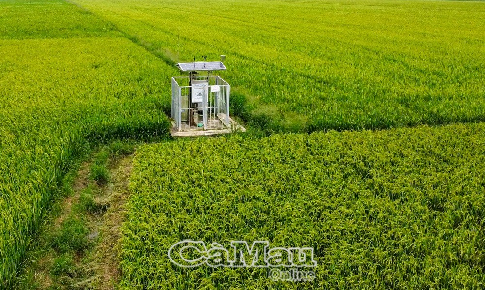 Vĩnh Mỹ hướng đến sản xuất lúa hữu cơ