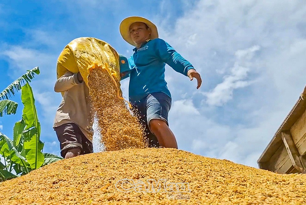 Vĩnh Mỹ hướng đến sản xuất lúa hữu cơ