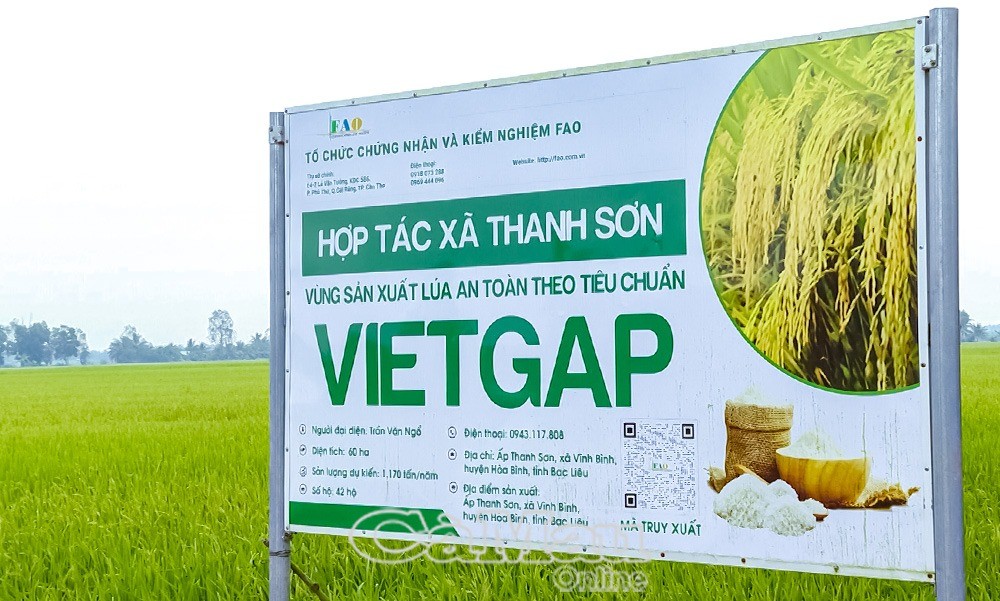 Vĩnh Mỹ hướng đến sản xuất lúa hữu cơ