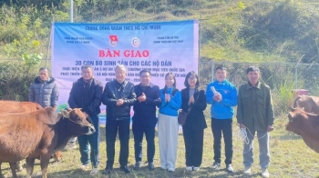 Trao bò sinh sản cho 30 hộ đồng bào dân tộc thiểu số xã Lý Quốc