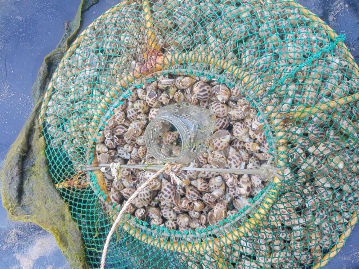 Ốc hương thương phẩm