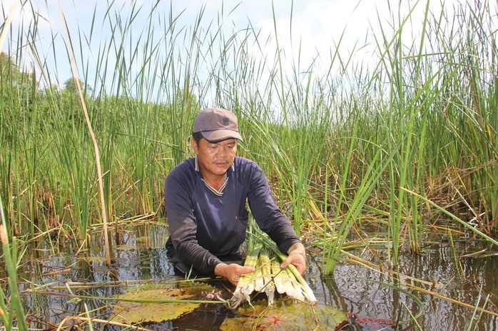 Loại cây vốn mọc hoang dại lại giúp nhiều người ở Cà Mau vươn lên làm giàu