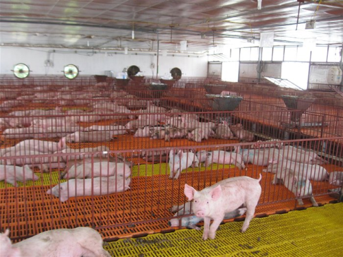 Hà Tĩnh chủ động phòng, chống dịch bệnh trên đàn vật nuôi dịp cuối năm