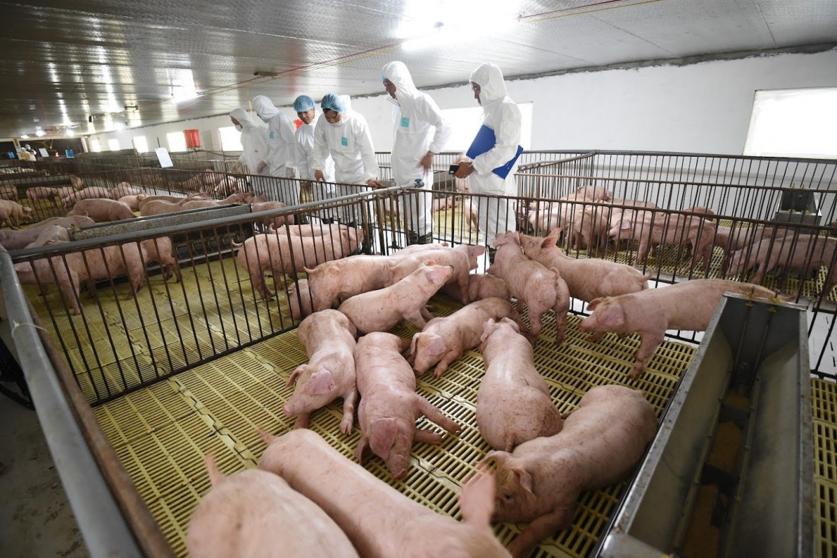 An toàn sinh học - 