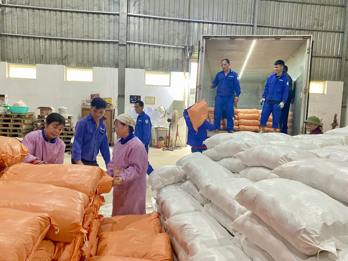 Đẩy mạnh liên kết phát triển vùng nguyên liệu mía bền vững