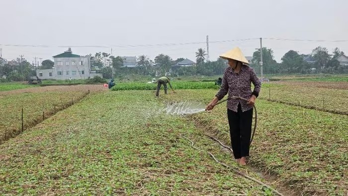 Khai thác hiệu quả lợi thế vụ đông