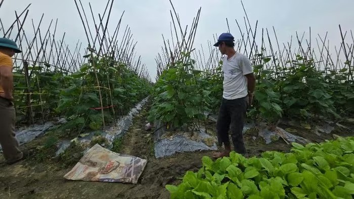 Khai thác hiệu quả lợi thế vụ đông