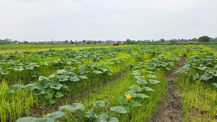 Khai thác hiệu quả lợi thế vụ đông