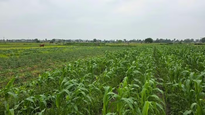 Khai thác hiệu quả lợi thế vụ đông