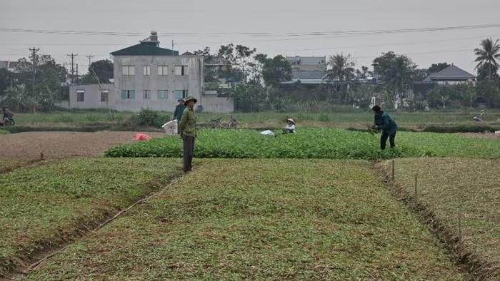 Khai thác hiệu quả lợi thế vụ đông