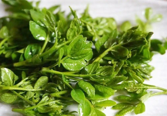 Cây xưa chỉ trồng lấy quả, nay ngắt lá non đem bán cũng ra tiền