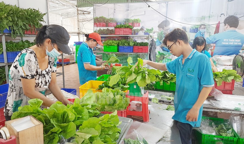 Duy trì cân đối sản xuất chế biến và tiêu thụ chính là xanh hóa nền kinh tế