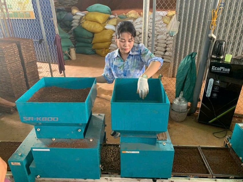 Người phụ nữ biến ruộng Rươi thành “vàng hữu cơ” ở thành phố Cảng