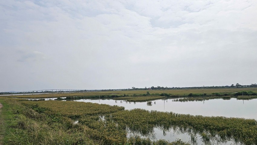 Người phụ nữ biến ruộng Rươi thành “vàng hữu cơ” ở thành phố Cảng