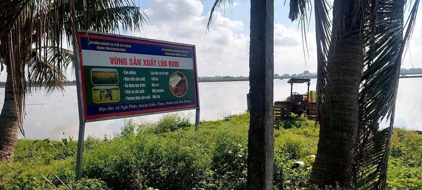 Người phụ nữ biến ruộng Rươi thành “vàng hữu cơ” ở thành phố Cảng