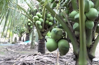 An Lão phát huy hiệu quả mô hình trồng dừa xiêm hữu cơ gắn với phát triển bền vững