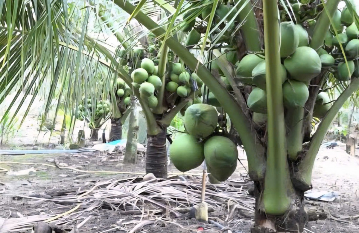 An Lão phát huy hiệu quả mô hình trồng dừa xiêm hữu cơ gắn với phát triển bền vững