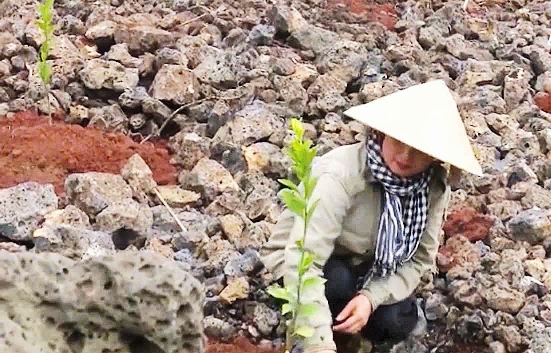 HTX Nông-Lâm nghiệp hữu cơ Quảng Phú: Hành trình hữu cơ trên vùng đá núi lửa