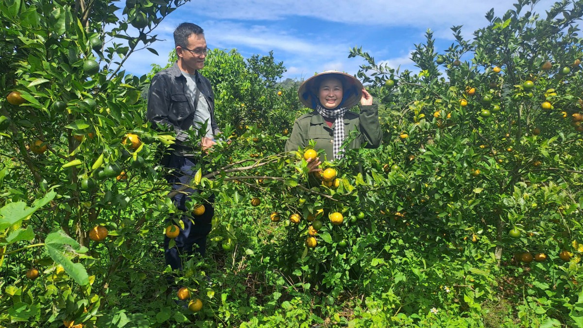 HTX Nông-Lâm nghiệp hữu cơ Quảng Phú: Hành trình hữu cơ trên vùng đá núi lửa