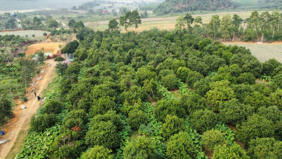 Mắc ca - Cây đến “muộn” với vùng đất Thạch Thành