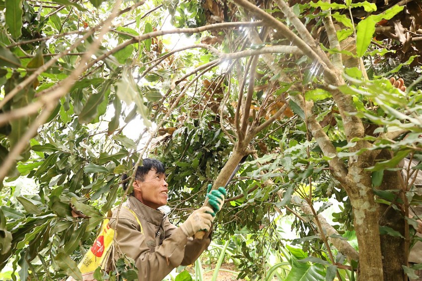 Mắc ca - Cây đến “muộn” với vùng đất Thạch Thành