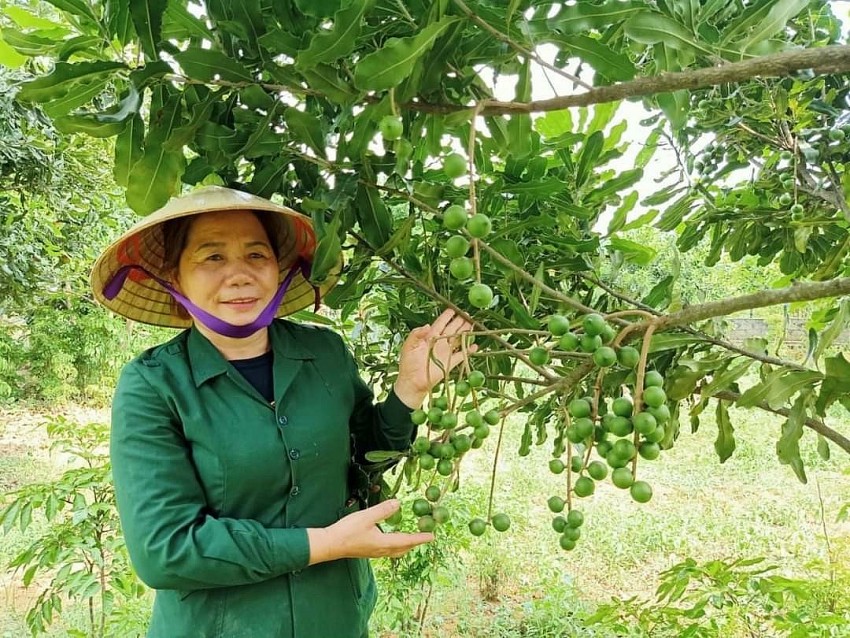 Mắc ca - Cây đến “muộn” với vùng đất Thạch Thành