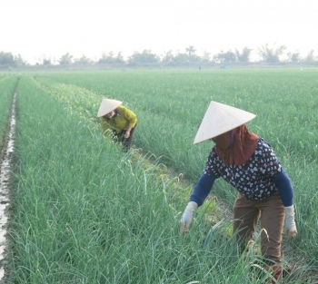 Tỏi - hành nâng cao giá trị chất lượng nông sản chủ lực trên cánh đồng Nam An Phụ