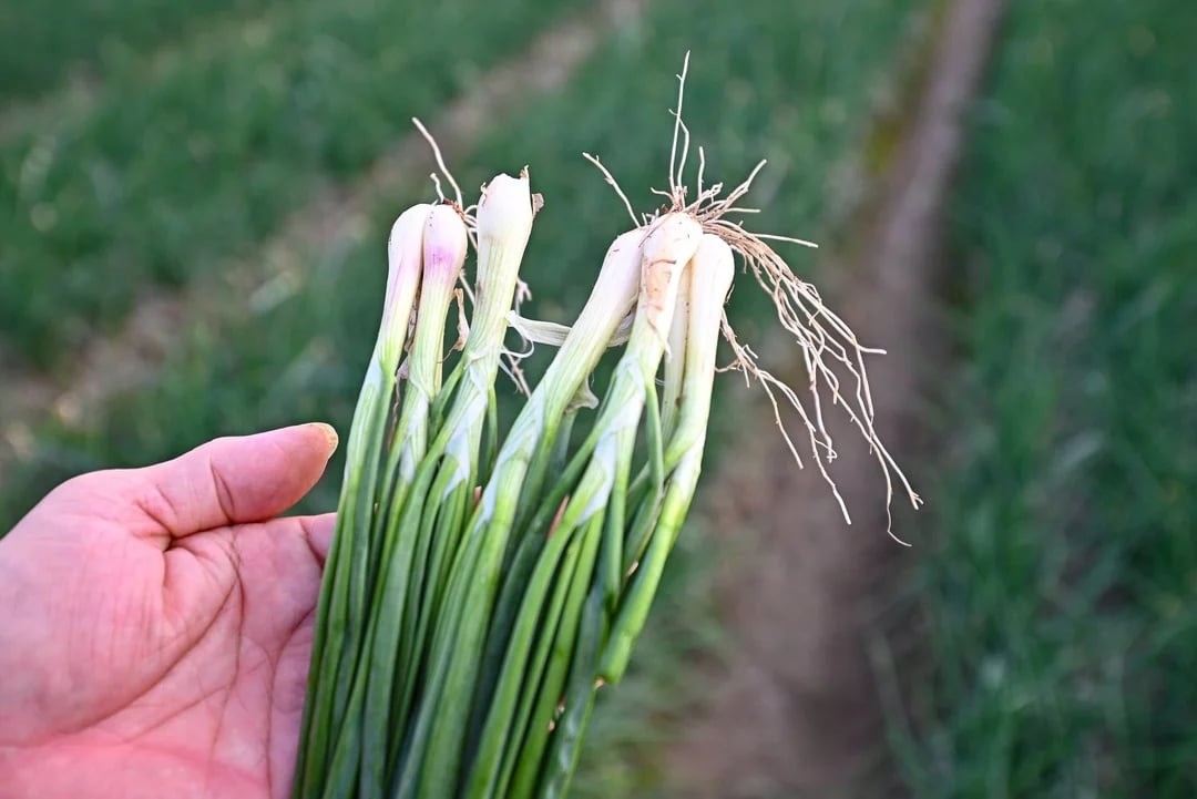 Trồng hành, trồng tỏi hướng hữu cơ ở một xã 200 tỷ/năm của Hải Phòng (địa phận Hải Dương trước đây)