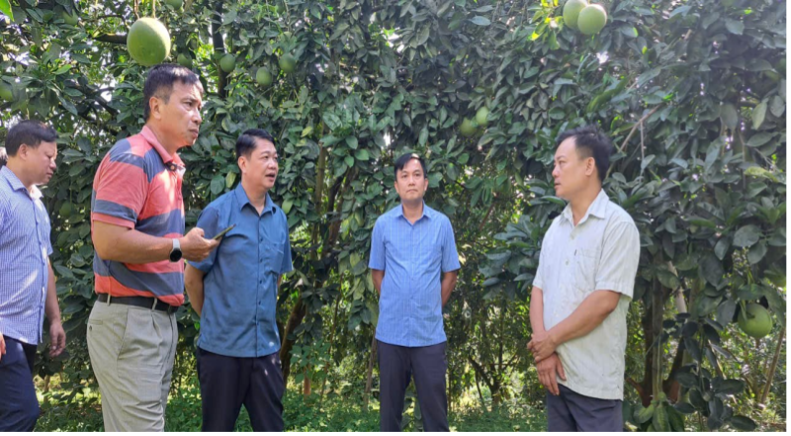 Thương hiệu bưởi Soi Hà: Hành trình nông sản Tuyên Quang vươn tầm thế giới