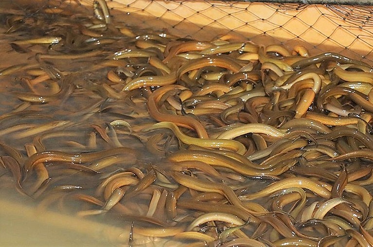 Hiệu quả mô hình nuôi lươn không bùn tại Hà Tĩnh