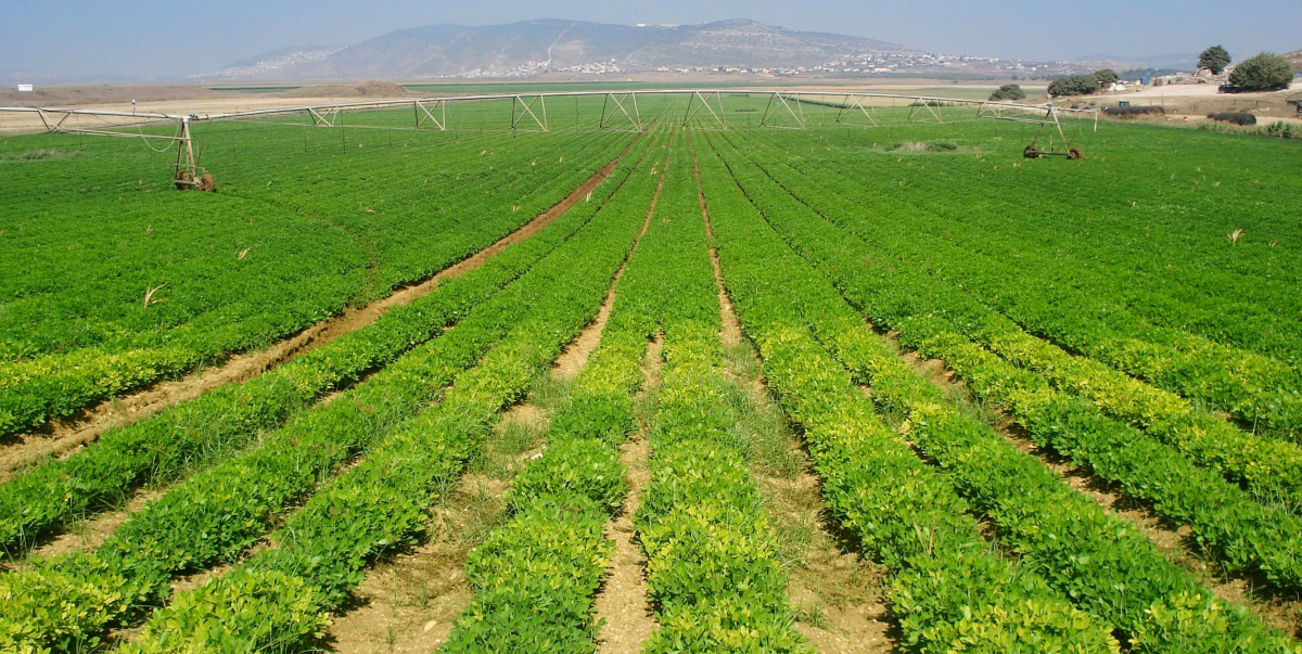 Làm nông nghiệp công nghệ cao kiểu israel, những điều kỳ diệu