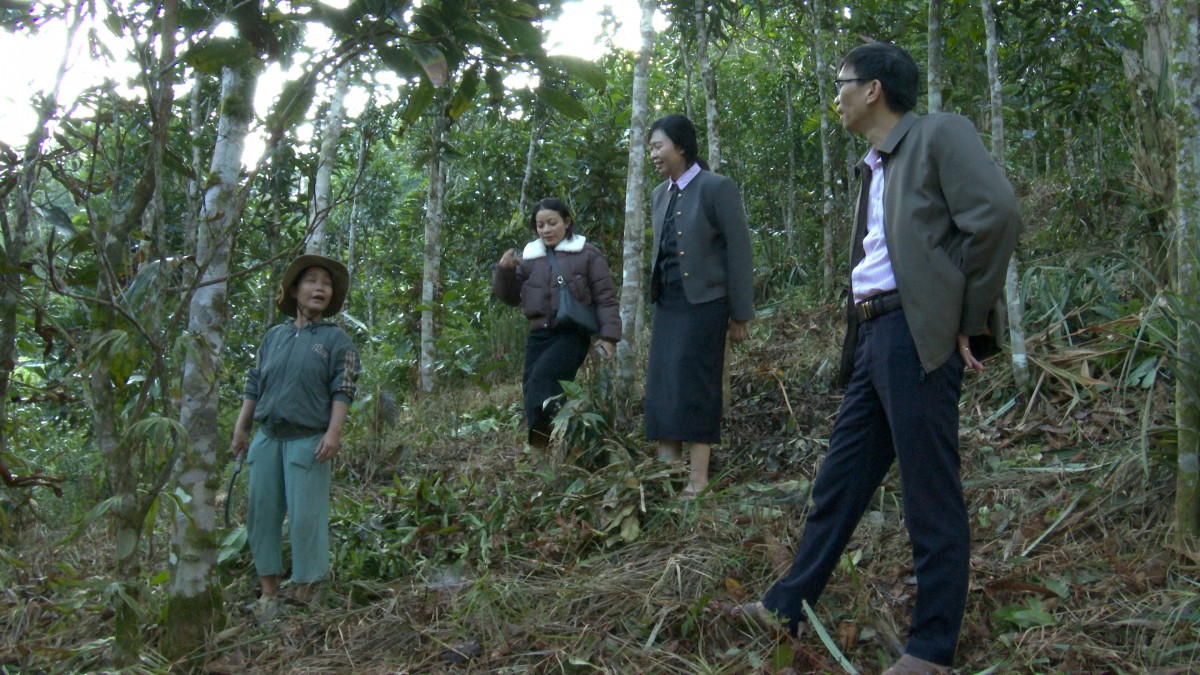 Cán bộ Ngân hàng Chính sách xã hội và Hội Liên hiệp Phụ nữ xã Nam Trà My khảo sát mô hình trồng quế của hộ dân trên địa bàn.