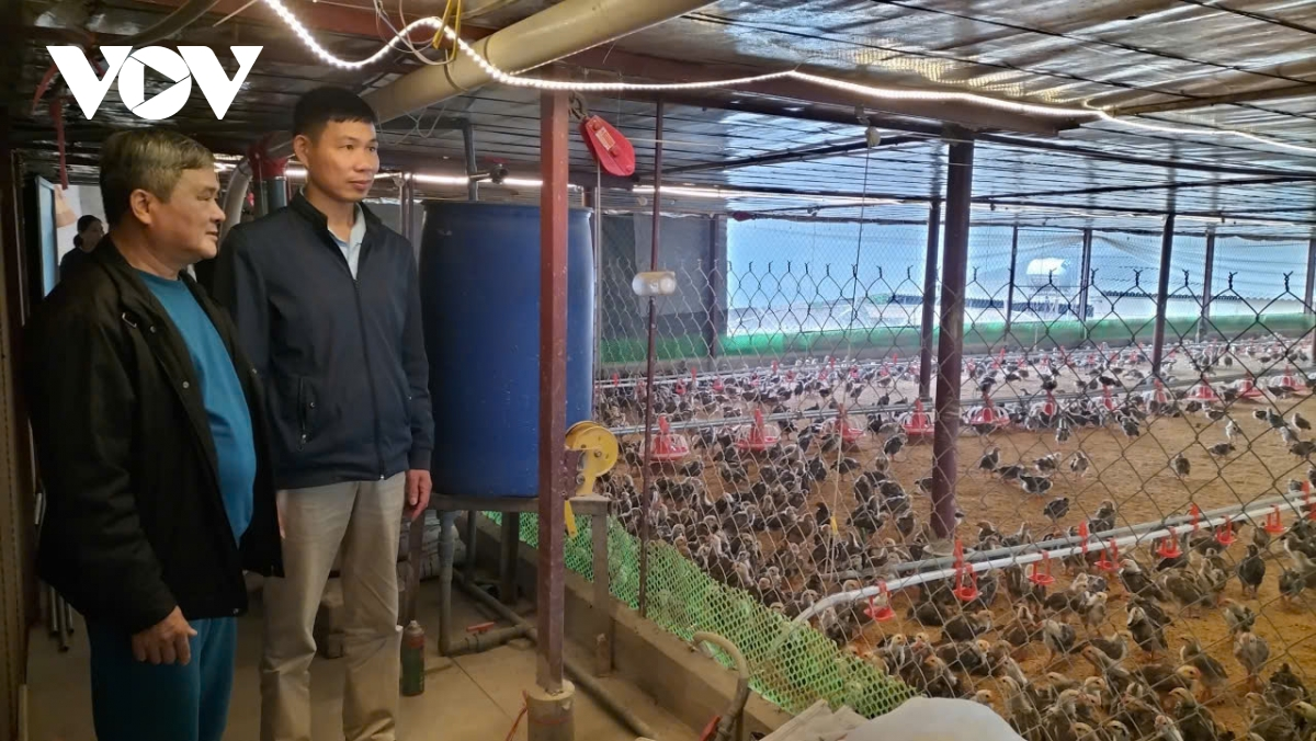 Hiệu quả từ việc sử dụng chế phẩm sinh học trong chăn nuôi gà ở Thái Nguyên